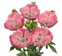 Hollyone 5PCS Large Poppies Artificial Flowers, 7'' Fake Poppy Blooms with 32'' Long Stem, Pink Silk Flowers for Floral Arrangements, Home Decor, Tall Vase, Living Room, Kitchen Decorations