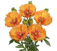 Hollyone 5PCS Large Poppies Artificial Flowers, 7'' Fake Poppy Blooms with 32'' Long Stem, Yellow Silk Flowers for Floral Arrangements, Home Decor, Tall Vase, Living Room, Kitchen Decorations