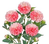 Hollyone Artificial Ball Dahlia Flowers, Set of 5 | 24.8" Tall Silk Dahlia Stems with 5 Buds, 4.7" Pink Fake Blooms Faux Flowers for Home Decor, Centerpiece, Wedding, Floral Arrangements
