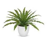 Hollyone Artificial Plant Fake Bird’s Nest Fern, Faux Plant in White Pot, Decorative Potted Plant for Home Decor, Living Room, Bathroom, Kitchen, Office, Table, Desk, Indoor Decorations