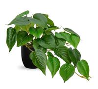 Hollyone Artificial Plants in Black Pots, Fake Jade Pothos Decorative Faux Potted Plants, Realistic House Plant Indoor for Home Décor, Bathroom, Living Room, Kitchen, Shelf, Office Decorations