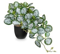 Hollyone Artificial Plants in Black Pots, Fake Peperomia Obtusifolia Decorative Faux Potted Plants, Realistic House Plant Indoor for Home, Bathroom, Living Room, Kitchen, Shelf, Office Decorations