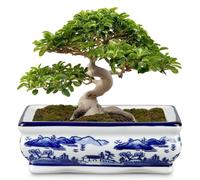 Hollyone Ceramic Plant Pot 19CM, Blue and White Porcelain Flower Pot for Home Decor Indoor Chinoiserie Planter with Drainage Hole for Living Room Shelf Dining Table Bedroom Kitchen