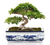 Hollyone Ceramic Plant Pot 23CM, Blue and White Porcelain Flower Pot for Home Decor Indoor Chinoiserie Planter with Drainage Hole for Living Room Shelf Dining Table Bedroom Kitchen