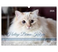 Holy Burma Cats with Dreamlike Blue Eyes and White Paws (Wall Calendar 2026 DIN A3 Landscape), CALVENDO Monthly Calendar: Photographs Cuddly Holy Burma Cats (CALVENDO Animals)