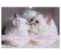 Holy Burma Kitten with Planner (Wall Calendar 2026 DIN A3 Landscape), CALVENDO Monthly Calendar: Cute Photographs of Playful Cat Children (CALVENDO Animals)