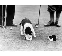 Holy Mackerel child care retro black and white photographic card featuring a vintage image of a cat and her kittens on the golf course - 12.6 x 17.7cm and blank inside