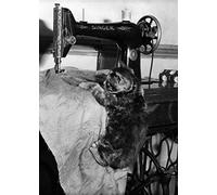 Holy Mackerel kitten sewing retro black and white photographic card featuring a vintage image of a cat dangling from a Singer machine - 12.6 x 17.7cm and blank inside