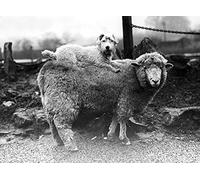 Holy Mackerel unexpected passenger retro black and white photographic card featuring a vintage image of a sheep with a dog on its back - 12.6 x 17.7cm and blank inside