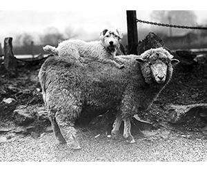 Holy Mackerel unexpected passenger retro black and white photographic card featuring a vintage image of a sheep with a dog on its back - 12.6 x 17.7cm and blank inside