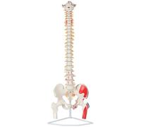 Home Accessories,34.6 Life-Size Spinal Cord Anatomy Model, 88 cm high Painted Flexible Spine Model, Showing Muscles, Occipital Bone, Blood Vessels, Spine, Pelvi