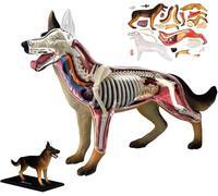 Home Accessories,Dog Anatomy Model 4D with Removable Biological Parts, 29 Parts, for Animal Education demonstrations and Veterinary Training