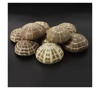 home decoration 10pcs Sea Urchin Natural Shell Conch Beach Wedding Decoration Coastal Home Decoration Crystal