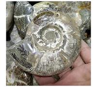 home decoration 1pc Natural Ammonite Conch Madagascar Specimen Teaching Supplies Decoration Reiki Ornamental Crystal (Size : 380-500g)