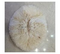 home decoration 1pc White Natural Disc Coral Conch Snail Sea Shells DIY Beach Wedding Decorations Aquarium Landscape Home Decor Craft Gifts Crystal (Size : 200-250g)