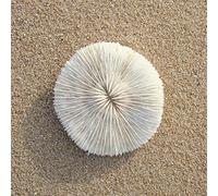 home decoration 1pcs 9-10cm Natural White Coral Aquarium Landscaping Home Furnishing Ornaments Home Decoration Crystal