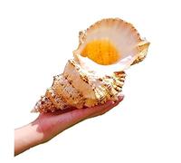 home decoration 1pcs Natural Big Sea Conch Shell Jinkou Dawa Snail Stone Spiral White Coral Starfish Ornaments Can Blow Fish Tank Landscape Decoration Crystal (Color : 23-25cmwith Base)