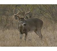 Home Field Advantage