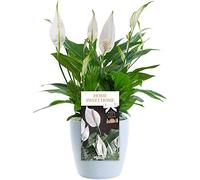 Home Sweet Home Peace Lily - Housewarming Gift for Someone Special in Their New House
