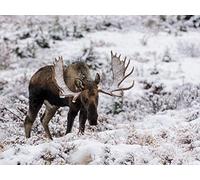 Home Sweet Homestead Safer At Homestead