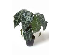 HOMESCAPES Artificial Elephant Ear Plant in Pot 50 cm Tall Faux Alocasia Amazonica Polly Plant with Real Touch Leaves for Indoor Decoration