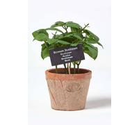 HOMESCAPES Artificial Basil in Terracotta Pot Decorative Faux Herbs Potted in Decorative Distressed Planter for Indoor Decoration, 15 cm Tall