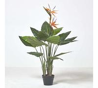 Bird of Paradise Plant in Pot, 120 cm Tall Homescapes Green One Size