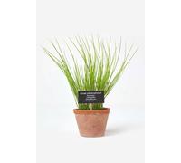 Homescapes Artificial Chive Plant In Decorative Pot In Terracotta Terracotta