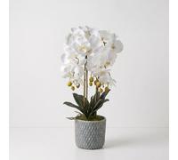 Homescapes Artificial Cream Orchid in Blue Ceramic Pot in White Homescapes White