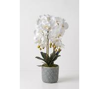 Homescapes Artificial Cream Orchid in Blue Ceramic Pot in White Homescapes White