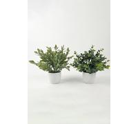 Homescapes Artificial Daphne Odora & Eucalyptus in White Pot in Green Homescapes Green