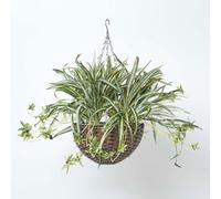 Homescapes Artificial Green Handcrafted Hanging Basket Spider Plant, 60 Cm