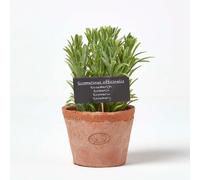 HOMESCAPES Artificial Rosemary in Terracotta Pot Decorative Faux Herbs Potted in Distressed Planter for Indoor Decoration, 16 cm Tall