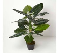 Taro Plant in Pot, 90 cm Tall Homescapes Green One Size