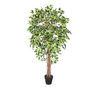 Homescapes Artificial Green Handcrafted Variegated Ficus Tree Plant With Twisted Trunk, 6 Ft