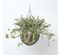 HOMESCAPES Artificial Hanging Basket 60 cm Long Faux Spider Plant Hanging Plant In Replica Wicker Pot with Silver Metal Chain and Hook for Indoor and Outdoor Decoration