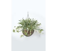 HOMESCAPES Artificial Hanging Basket 60 cm Long Faux Spider Plant Hanging Plant In Replica Wicker Pot with Silver Metal Chain and Hook for Indoor and Outdoor Decoration