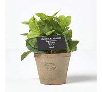 HOMESCAPES Artificial Mint in Terracotta Pot Decorative Faux Herbs Potted in Decorative Distressed Planter for Indoor Decoration, 16 cm Tall