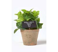 Homescapes Artificial Mint Plant In Decorative Pot In Terracotta Terracotta