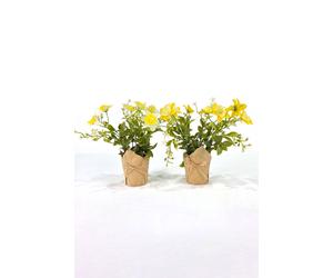 Homescapes Artificial Narcissus In Kraft Paper Pots, Set Of 2, Yellow Yellow