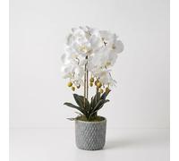 HOMESCAPES Artificial Orchid Plant in Blue Ceramic Pot - Cream Fake Orchids that Look Real - Realistic Faux Flower Arrangement for Indoor Home Decor, Living Room Office & Kitchen Table Centerpiece