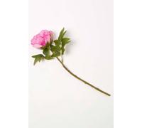 Homescapes Artificial Stem Of Dried Peony Flowers In Pink Pink