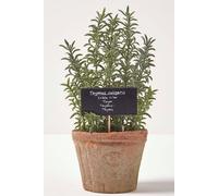HOMESCAPES Artificial Thyme in Terracotta Pot Decorative Faux Herbs Potted in Decorative Distressed Planter for Indoor Decoration, 16 cm Tall