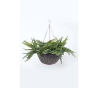 Homescapes Boston Fern Artificial Hanging Basket, 65 cm - Green