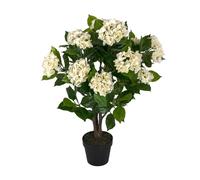 Homescapes Artificial Cream Hydrangea in Black Pot, 85 cm - Natural