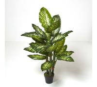 Homescapes Dieffenbachia Dumb Cane Plant in Pot, 150 cm Tall