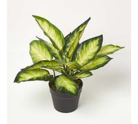 Homescapes Dieffenbachia Dumb Cane Plant in Pot, 50 cm Tall
