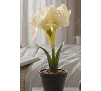 Faux Cream Amaryllis in Pot, 36cm