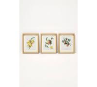 HOMESCAPES Framed Wall Art Vintage Fruit Wall Art Prints Set of 3, Botanical Kitchen Wall Decor, 20 x 25cm