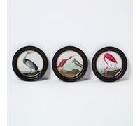 HOMESCAPES Framed Wall Art Round Birds Wall Art Prints Set of 3, Vintage Natural History Illustrations Decor for Kitchen, Bedroom, Living Room, 27 x 27cm